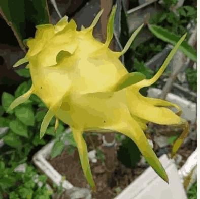 Multi-colored Dragon Fruit Seeds - Shopsmart9