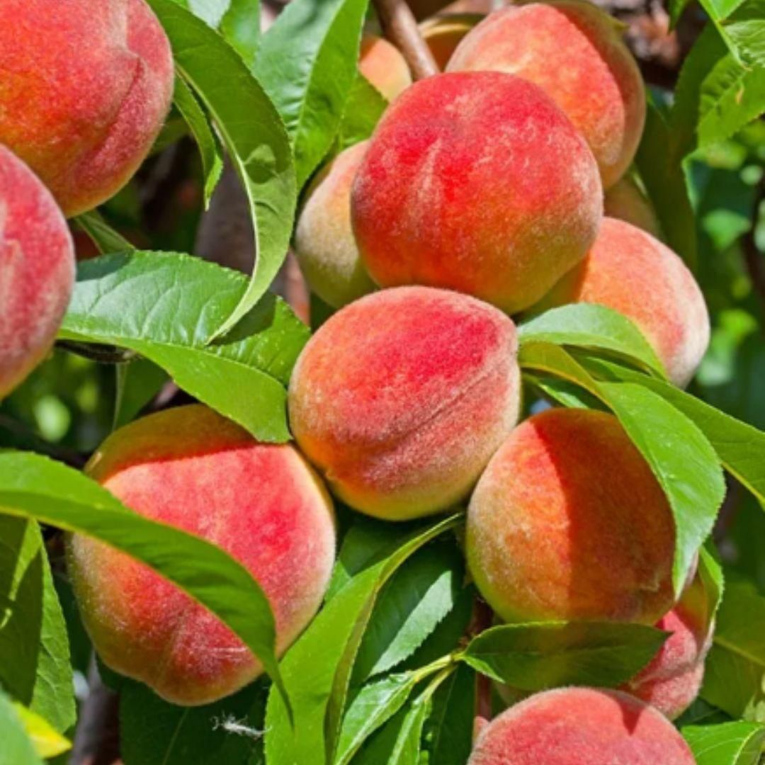 Peach Tree Seeds - Shopsmart9