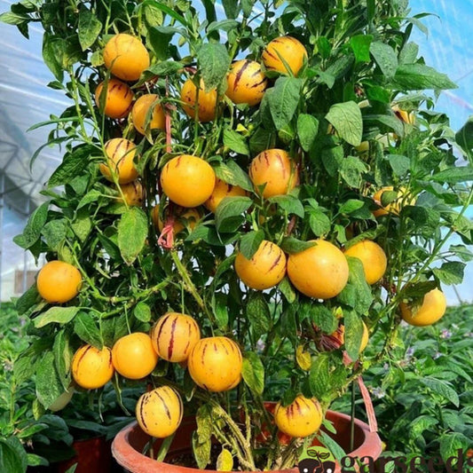 Ginseng Fruit Seeds - Shopsmart9