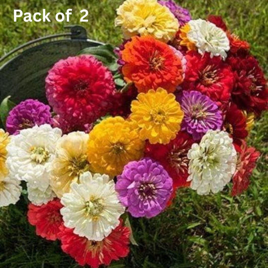 ZINNIA seeds pack of 2 (100 seeds approx) with Free Plant Growth Booster and Supplement Vol. 30ml - Shopsmart9