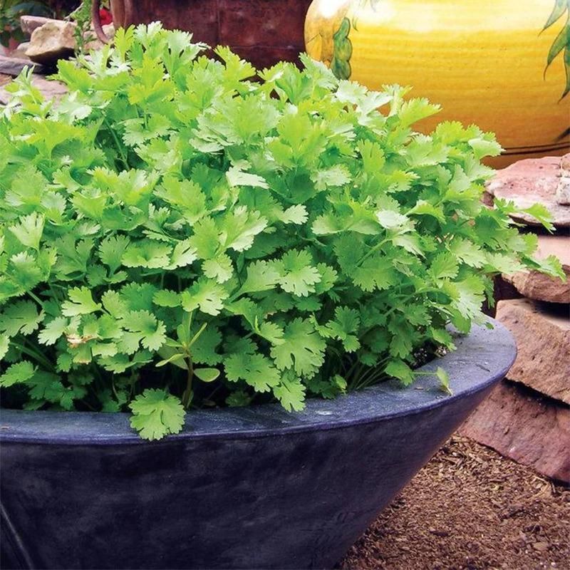 Organic Coriander seeds for Gardening (Pack of 20) - Shopsmart9