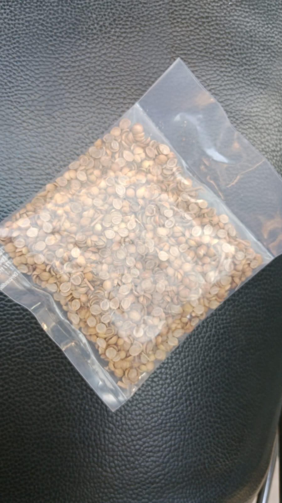 Organic Coriander seeds for Gardening (Pack of 20) - Shopsmart9