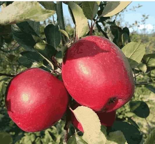 Red Apple Seeds - Shopsmart9