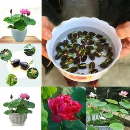 Premium Flower seeds - Shopsmart9