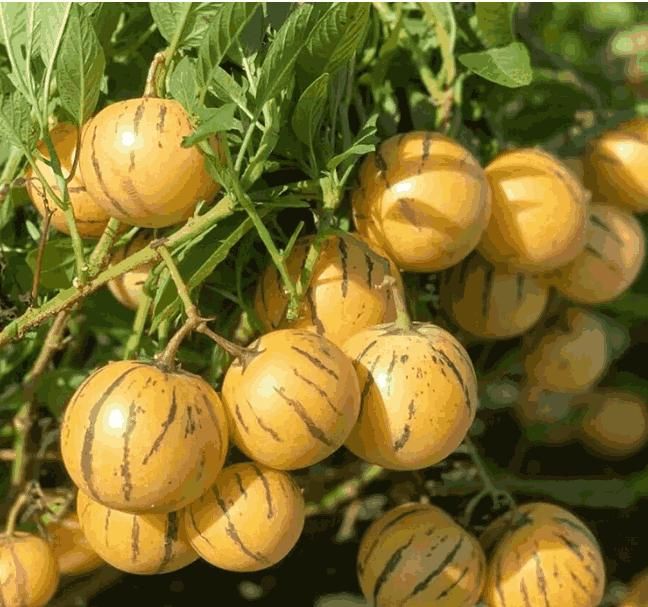Ginseng Fruit Seeds - Shopsmart9