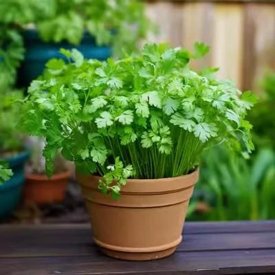 Organic Coriander seeds for Gardening (Pack of 20) - Shopsmart9