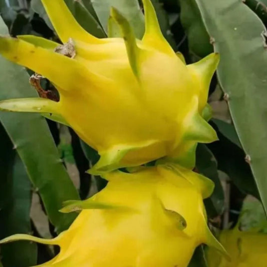 Multi-colored Dragon Fruit Seeds - Shopsmart9