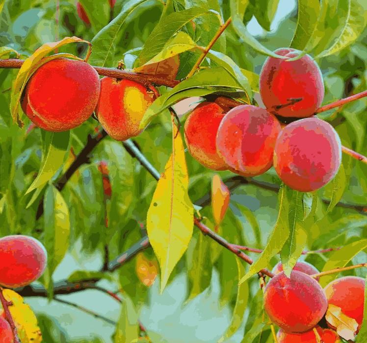 Peach Tree Seeds - Shopsmart9