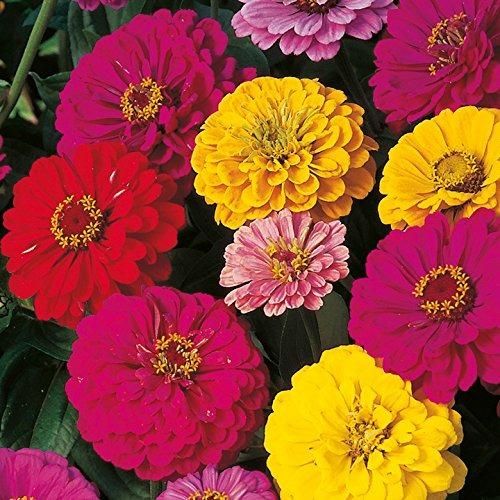 ZINNIA seeds pack of 2 (100 seeds approx) with Free Plant Growth Booster and Supplement Vol. 30ml - Shopsmart9
