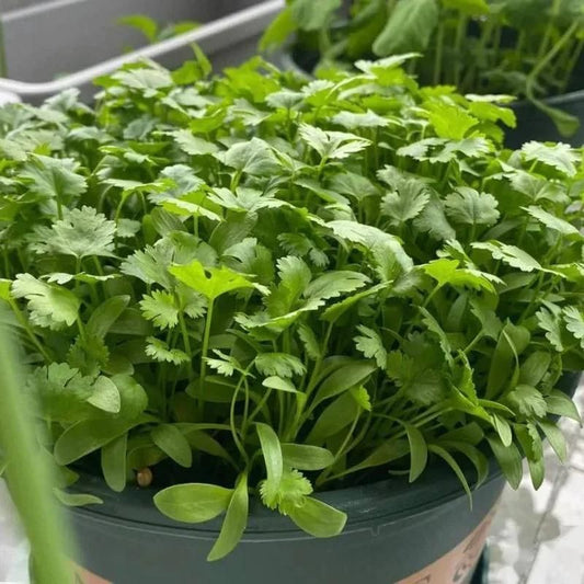 Organic Coriander seeds for Gardening (Pack of 20) - Shopsmart9