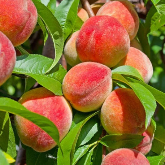Peach Tree Seeds - Shopsmart9