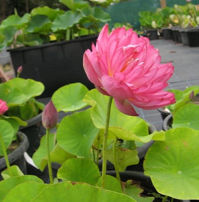 20 Pcs Japanese Bonsai Lotus Seeds - Shopsmart9