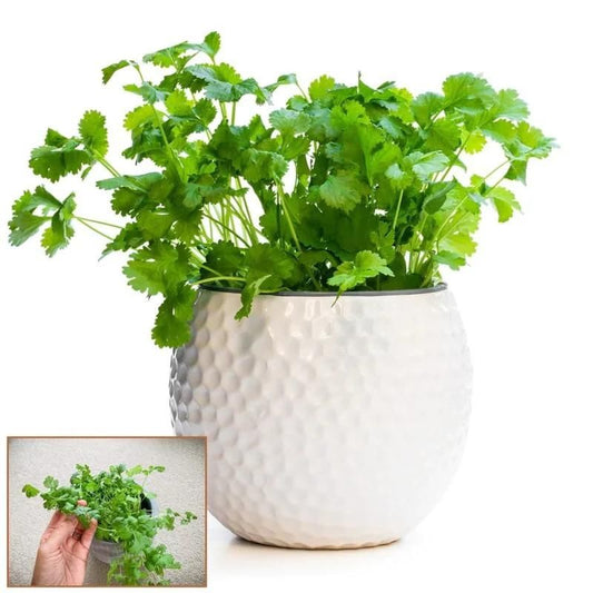 Organic Coriander seeds for Gardening (Pack of 20) - Shopsmart9