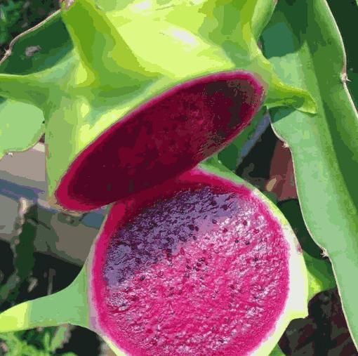 Multi-colored Dragon Fruit Seeds - Shopsmart9