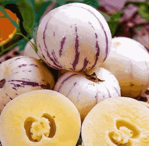 Ginseng Fruit Seeds - Shopsmart9